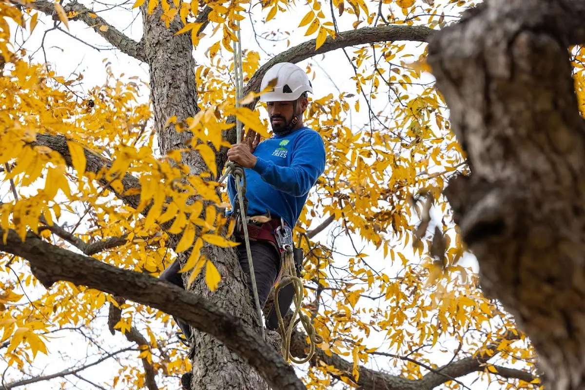 Skilled Tree Pruning crew working in Cantwell
